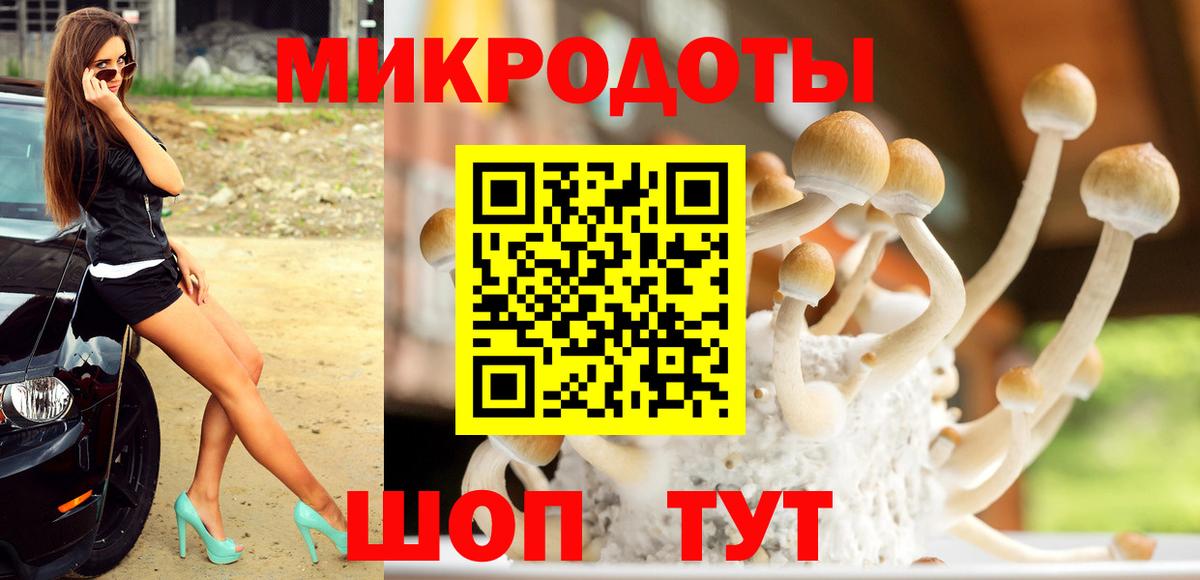 Псилоцибиновые грибы Psilocybe Апатиты